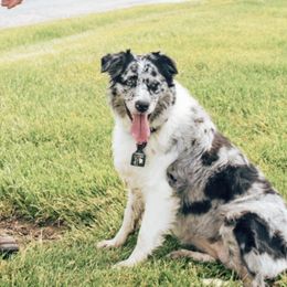 Australian Shepherds from Crossroads Show Cattle and Aussies