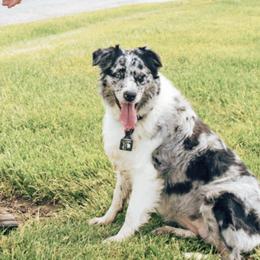 Australian Shepherds from Crossroads Show Cattle and Aussies