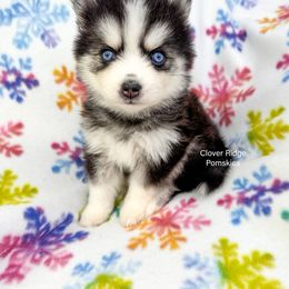 Ozark - Black and white male Pomsky puppy in Sheffield, Iowa from Clover Ridge Pomskies