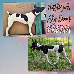Freyja - Rat Terrier