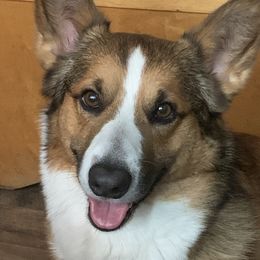 Loki - American Corgi
