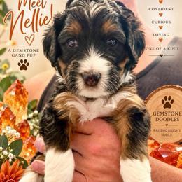 Nellie - carnelian - Black tri-color female Assorted Doodle Crosses puppy in Las Vegas, Nevada from Gemstone Gang Doodles