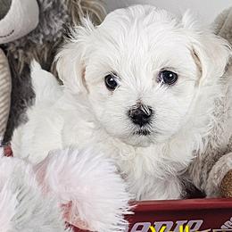 Yellow Collar Girl - White female Maltese puppy in Guyton, Georgia from Fluff Town Puppies