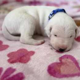 Navy - White and black male Dalmatian puppy in Hastings, Florida from Love My Spotty Dalmatians
