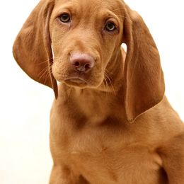 Togepi - Golden rust male Vizsla puppy in Bloomington, Indiana from Envizion
