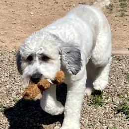 Trump  - Saint Berdoodle