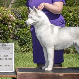 Siberian Huskies from Diamondust Siberians