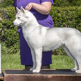 Siberian Huskies from Diamondust Siberians