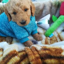 Goldendoodle Puppies from Lu Doodles