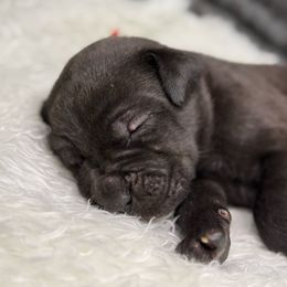 Riverstone - Gray male Cane Corso puppy in Russellville, Missouri from Soaring Royalty Canines LLC