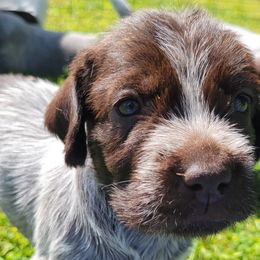 Allie - Chestnut and gray Wirehaired Pointing Griffon puppy in Glendale, Arizona from Agassiz Griffons Glendale AZ