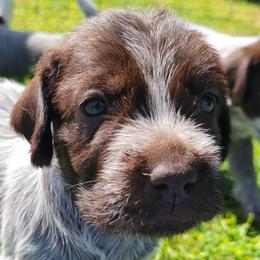 Allie - Chestnut and gray Wirehaired Pointing Griffon puppy in Glendale, Arizona from Agassiz Griffons Glendale AZ