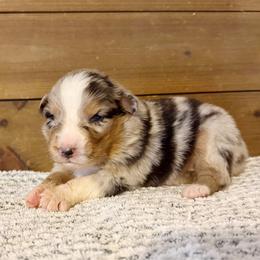 Muse - Blue merle male Australian Shepherd puppy in Kearney, Nebraska from Helix Aussies
