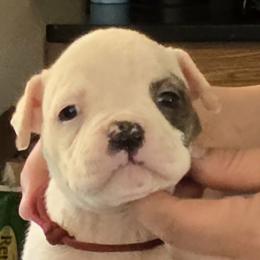 Taffy - White and brindle female American Bulldog puppy in Three Rivers, Michigan from Jemms Kennels