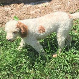 Dot - Goldendoodle