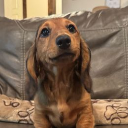 Taco - Sable female Dachshund puppy in Alice, Texas from Crimson’s longhair Dachshunds