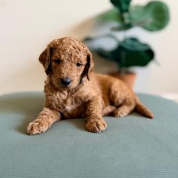 Prairie (Aqua) - Apricot female Goldendoodle puppy in Hutto, Texas from Crystal's Goldendoodles