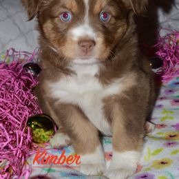 Kimber - Red tri Miniature Australian Shepherd puppy in Post Falls, Idaho from Puppy Love Inland Northwest