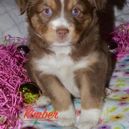 Kimber - Red tri Miniature Australian Shepherd puppy in Post Falls, Idaho from Puppy Love Inland Northwest