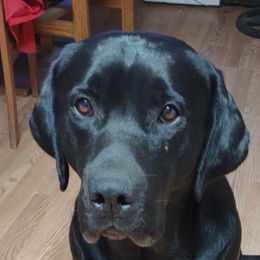 Parker - Dilute Retriever