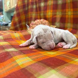Sally - Harlequin female Great Dane puppy in Corsica, Pennsylvania from Ferguson Family Danes LLC