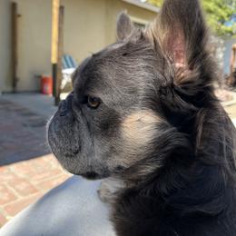 French Bulldog Puppies from Los Angeles, France