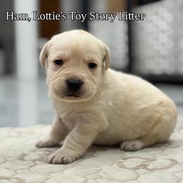 Ham - Yellow male Labrador Retriever puppy in Owosso, Michigan from Bennington Retrievers