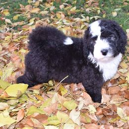 Bernedoodle puppies from Belly Rubs