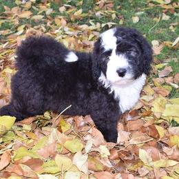 Bernedoodle puppies from Belly Rubs