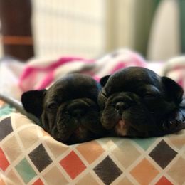 English Bulldog and French Bulldog Puppies from Jones Bulldogs