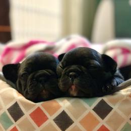 English Bulldog and French Bulldog Puppies from Jones Bulldogs