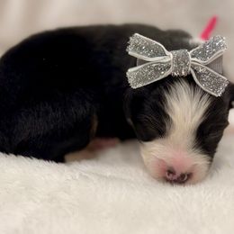 Dark pink - Black tri female Miniature Australian Shepherd puppy in 32046, Florida from River Hill Ranch