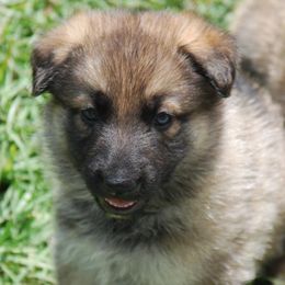 German Shepherd Puppies from Owl Grove German Dogs
