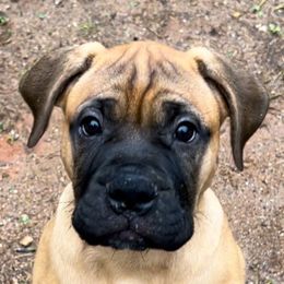 Coconut - Red fawn female Bullmastiff puppy in Athens, Georgia from RCS Kennels