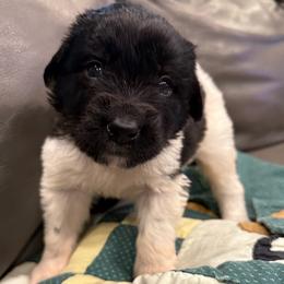 Jubilee - White and black female Newfoundland puppy in Saukville, Wisconsin from Crossroads Canines ~ Newfoundland Dogs