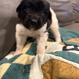 Jubilee - White and black female Newfoundland puppy in Saukville, Wisconsin from Crossroads Canines ~ Newfoundland Dogs