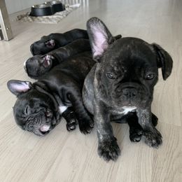 French Bulldog Puppies from Luna and London’s Puppies