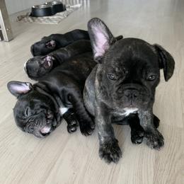 French Bulldog Puppies from Luna and London’s Puppies