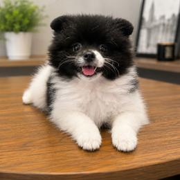 Rosie - Black parti female Pomeranian puppy in Boca Raton, Florida from Poms of The Shire