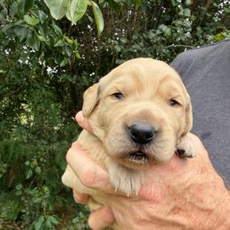Cheeseburger Girl - Golden female Golden Retriever puppy in Knoxville, Tennessee from Jack and Ginger’s Goldens