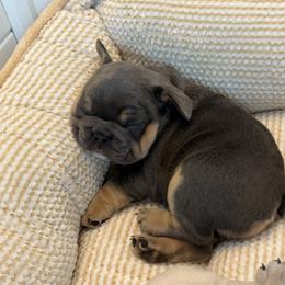 French Bulldog Puppies from Foster Lake Frenchies