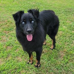 Jett - Australian Shepherd