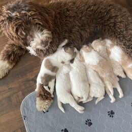 Bernedoodle Puppies from Boutique Bernedoodles & Co.
