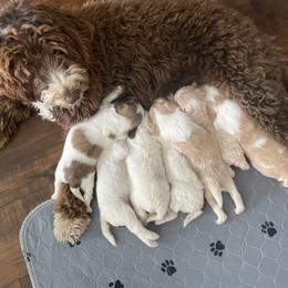 Bernedoodle Puppies from Boutique Bernedoodles & Co.