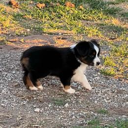 Tina - Black tri female Toy Australian Shepherd puppy in Nocona, Texas from Rafter O Toy Aussies and Mini Heelers