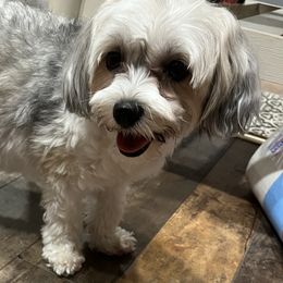 Gypsy - Morkie