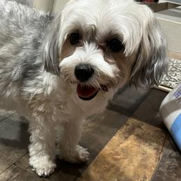 Gypsy - Morkie
