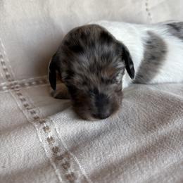 Dancer - Piebald female Dachshund puppy in Mountain Home, Arkansas from The Teacup Homestead Miniature Dachshunds