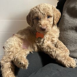 Goldendoodle Puppies from Dream Lake Doodles
