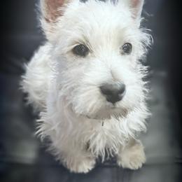 Jude - White male West Highland White Terrier puppy in Michigan from For The Love Of Westies